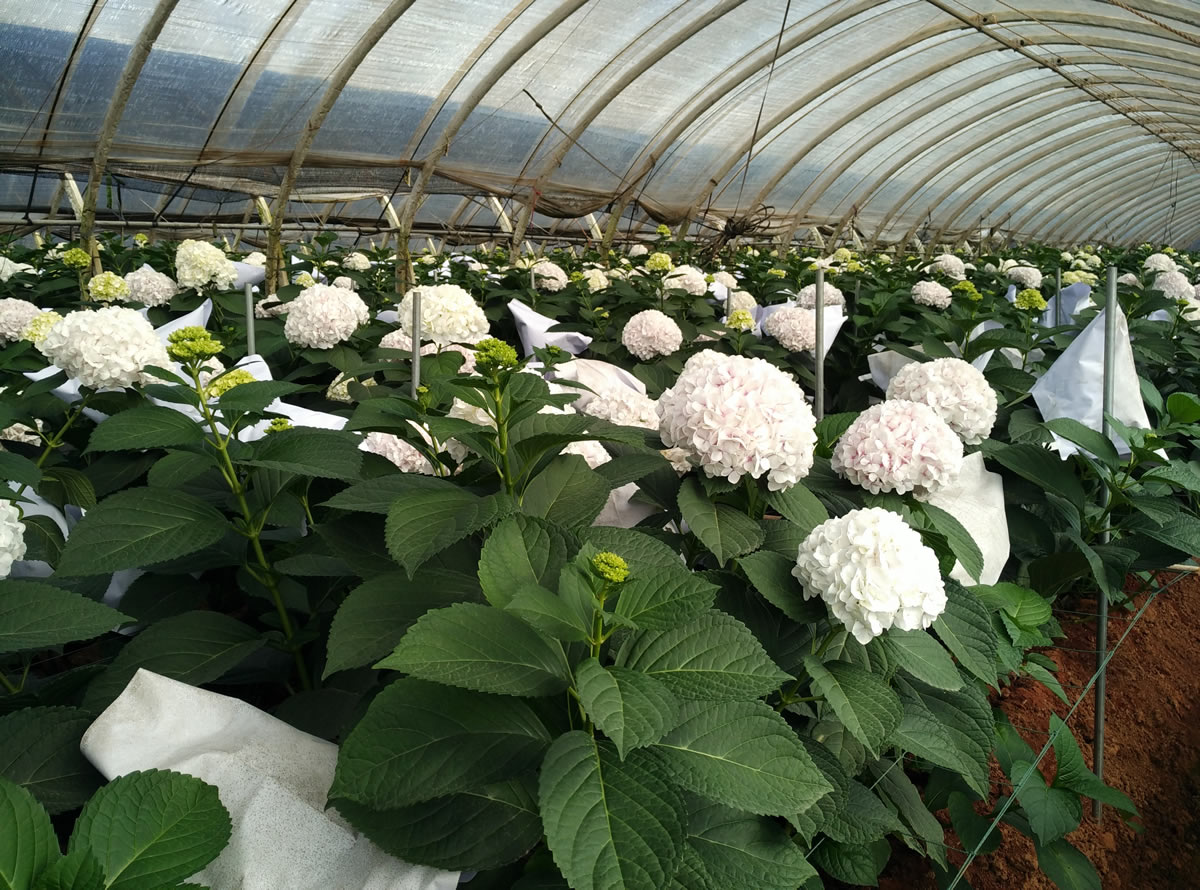 天罡助劑“耐酸性農(nóng)藥型光穩(wěn)定劑”獲行業(yè)協(xié)會(huì)認(rèn)可