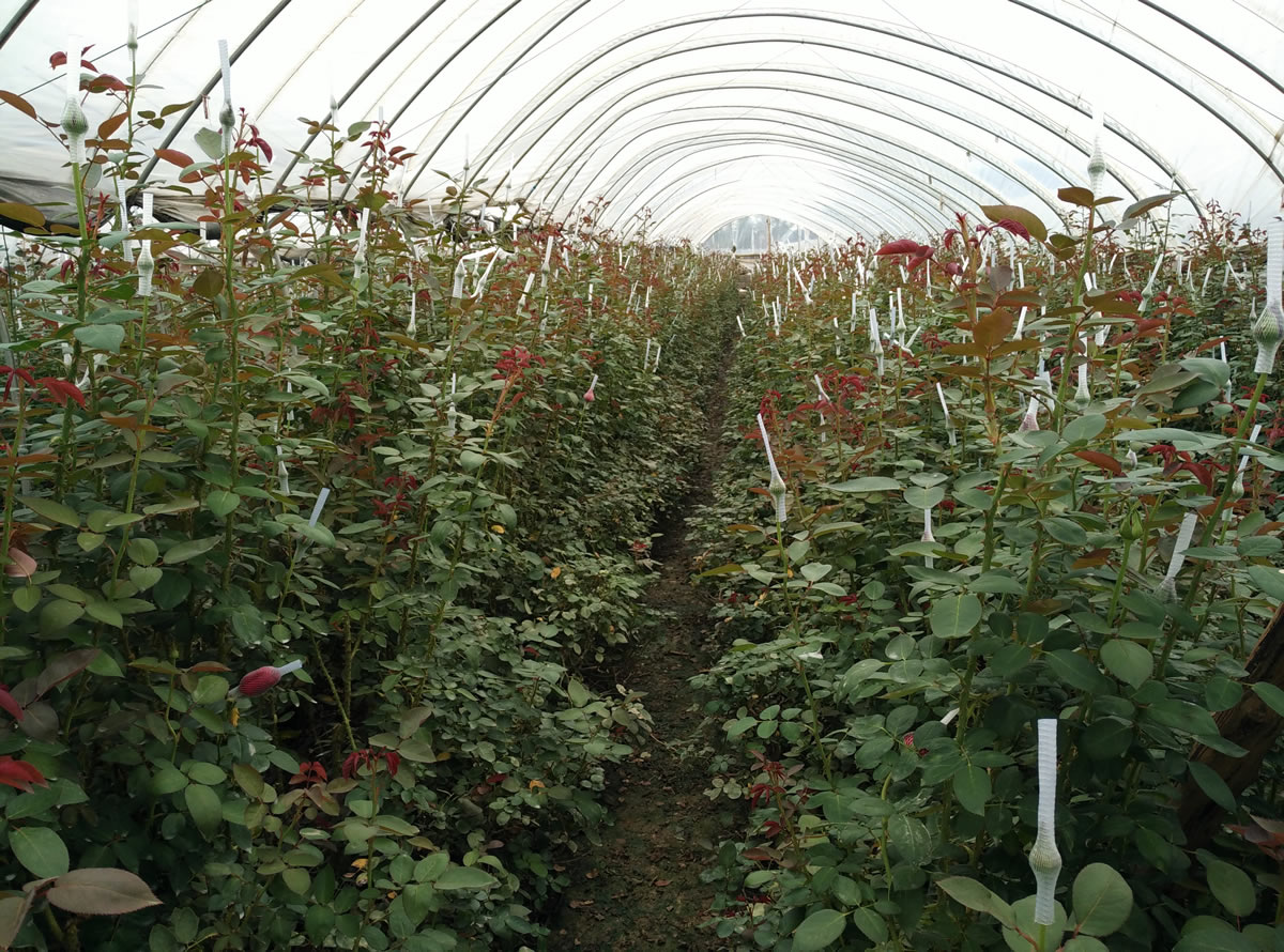 天罡助劑“耐酸性農(nóng)藥型光穩(wěn)定劑”獲行業(yè)協(xié)會(huì)認(rèn)可