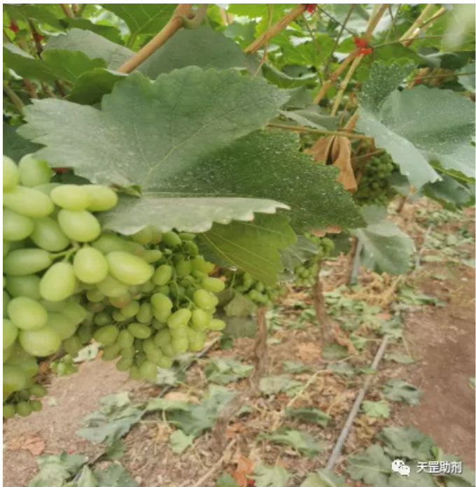 天罡耐農藥光穩(wěn)定劑為唯一滿足要求助劑配方，達到國際領先水平