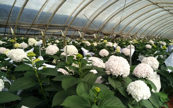 光穩(wěn)定劑：塑料材料的守護(hù)神，北京天罡助劑有限公司的科技擔(dān)當(dāng)